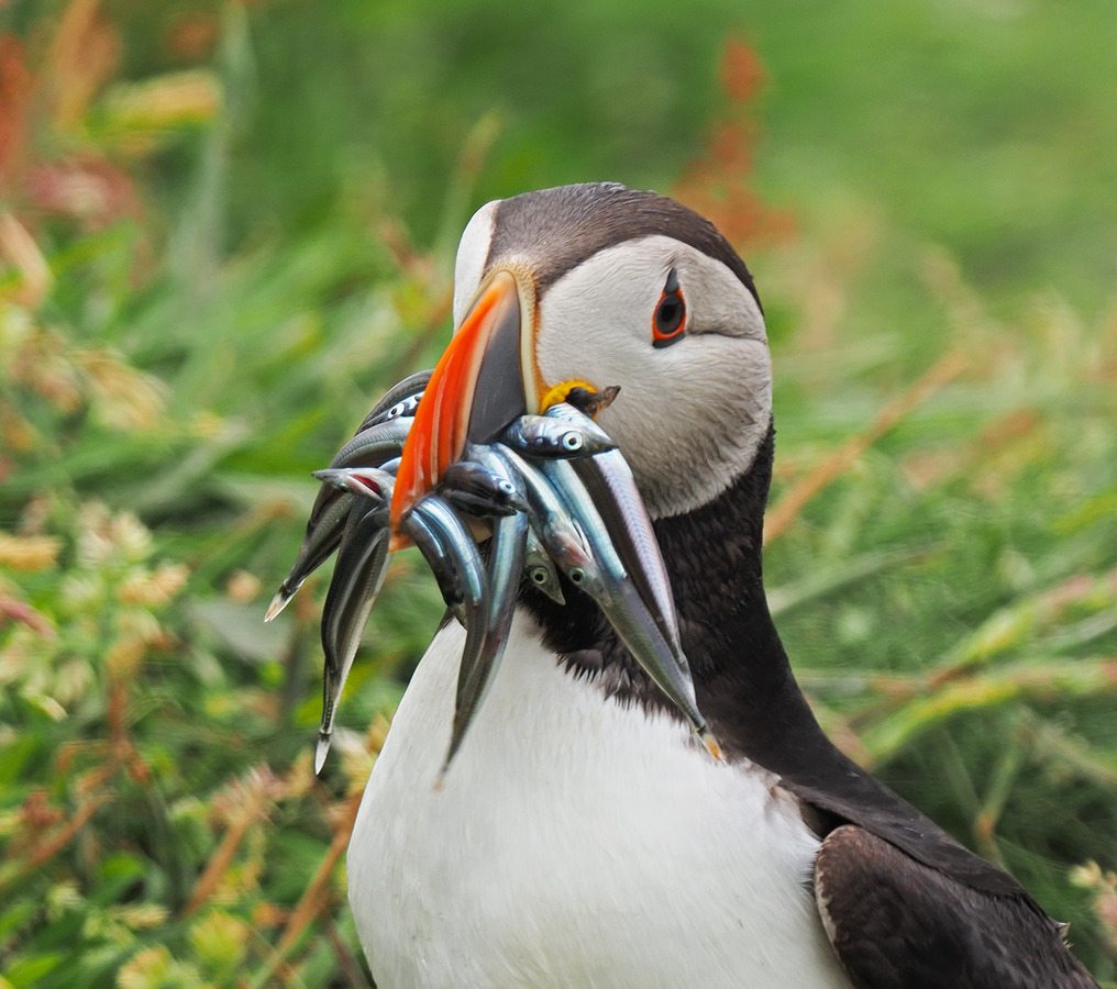 Puffin with Sandeels, Ivan Sedgwick